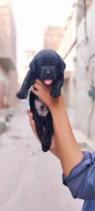top quality Labrador   male puppy available