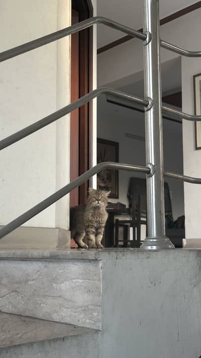 Persian cat | Male | Triple Coated