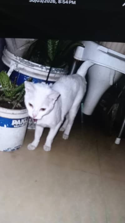 Single coated Persian cat female