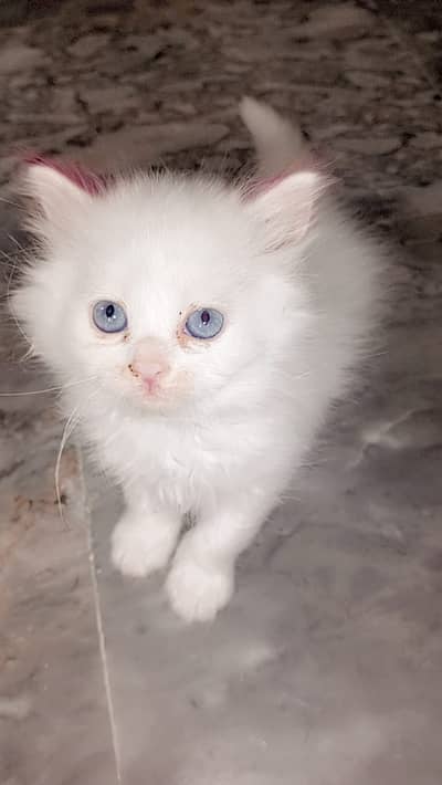 persian Kittens | Triple Coated Kitten | Persian Kitten Pair For sale
