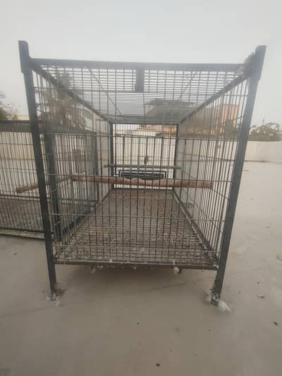 raw , color ringnecks and cages for sale