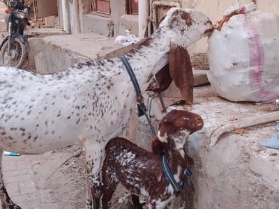 makha chini bakri with female kid