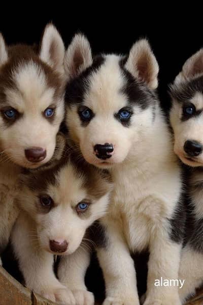husky puppies 03255580193