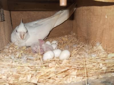 Eno Cocktail breeder pair with chicks