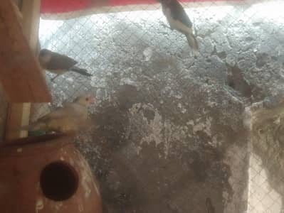 munia Finch and jawa or bangle 03295367076