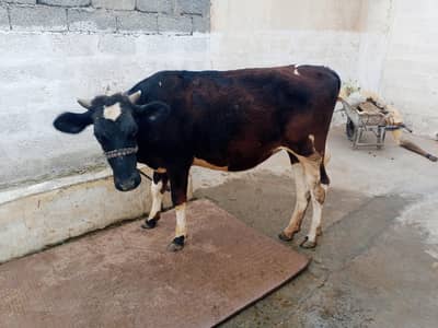 freezen bachi for sale