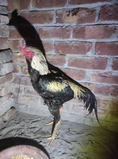 Pure pure aseel Murga black colour mein