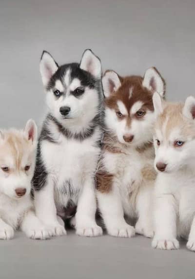 husky puppies 03255580193