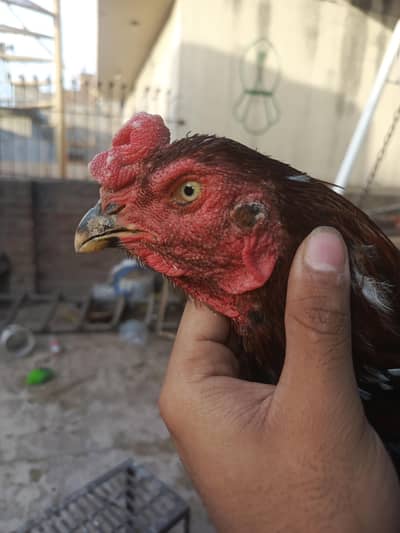 Pakistani home breed