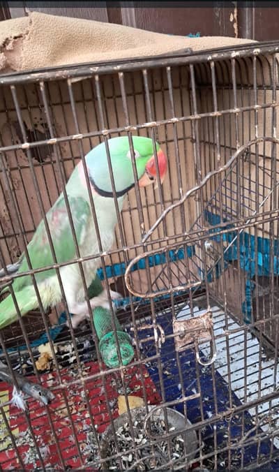 sale of raw parrot