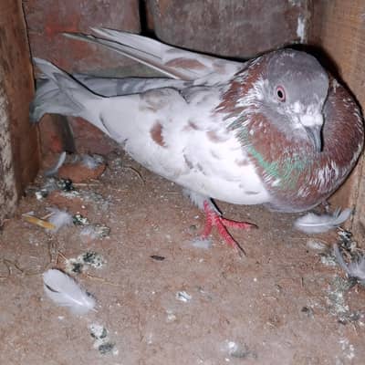 my WhatsApp number 03075197074