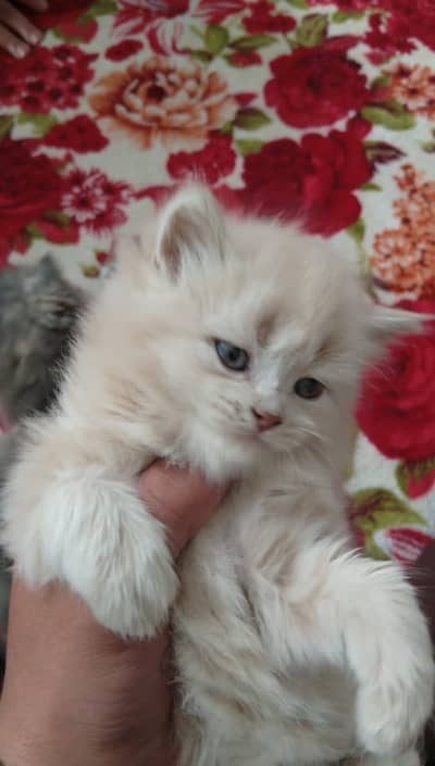 Fluffy Persian Mix Kittens Available 