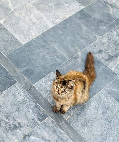 Double coated Persian cat