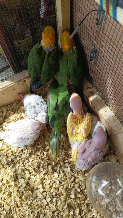 parrot | parrot chick's | yellow parrot | parrot chick's for sale