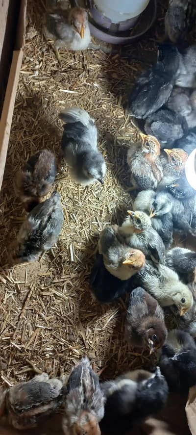 australorp heritage black and blue/ misri fayomi chicks