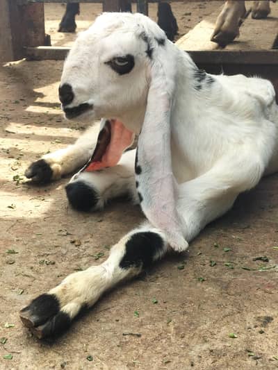 Show quality Beetal Kids Available|Beetal bacha|بیتل بکری|breeder|