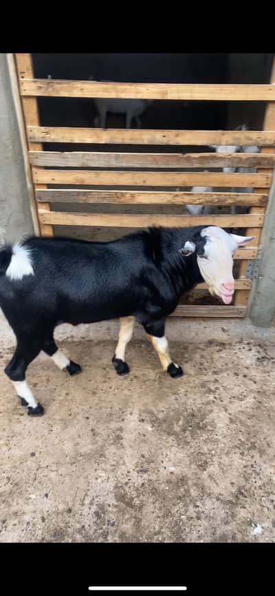 Tapra bakra chamba 2 dant andu