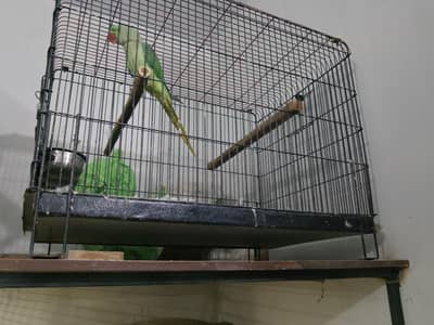 Raw Parrot  With Grey Parrot Cage
