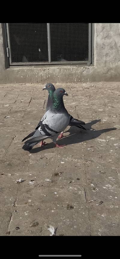 Breeder High Quality Played Qasid For Sell