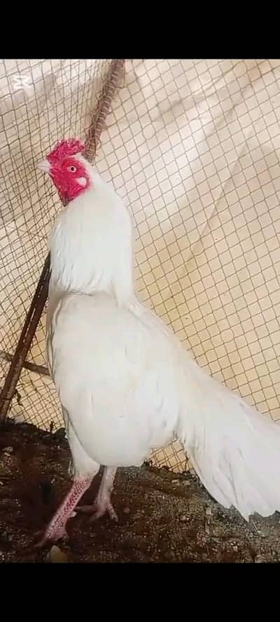 white aseel need money urgent 03148934714 what's ap