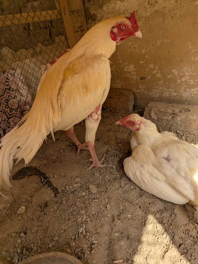 Heera Aseel 7 child 1.5 month age