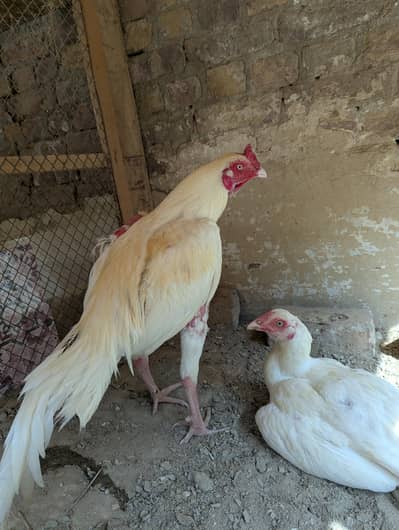 Heera Aseel 7 child 1.5 month age