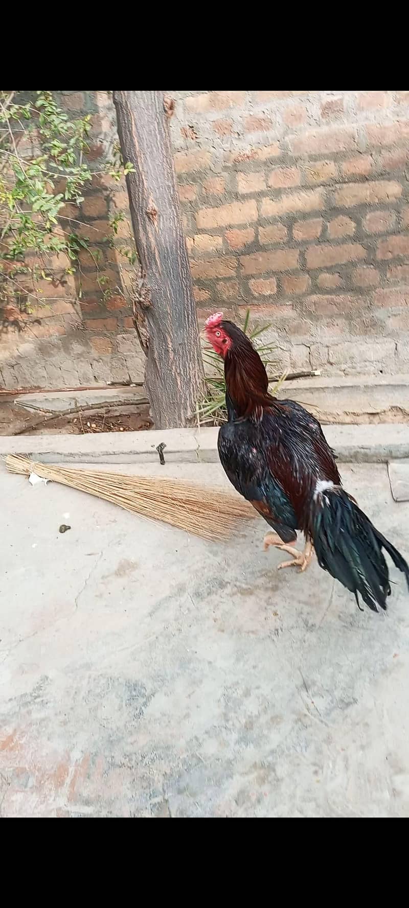 ارجینٹ سیل 0