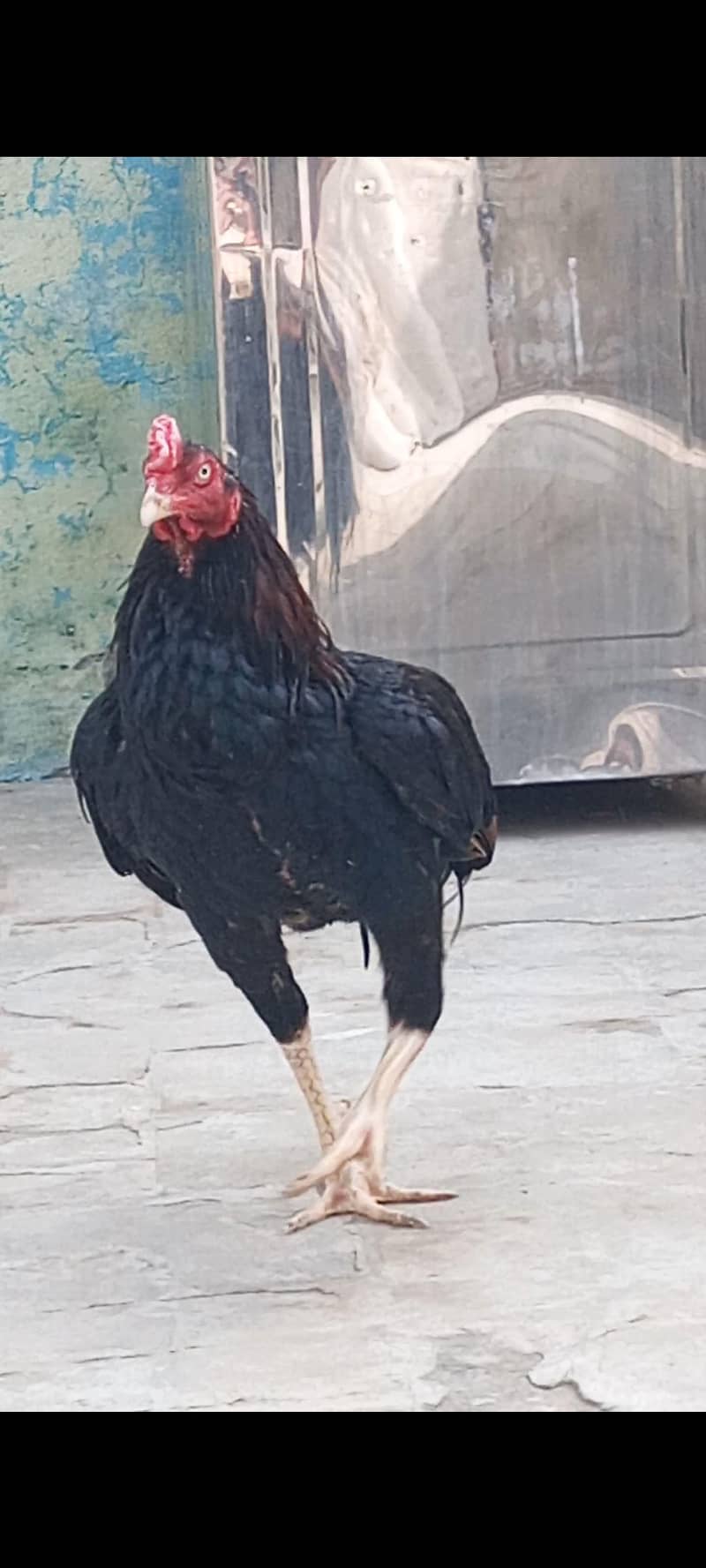 ارجینٹ سیل 1