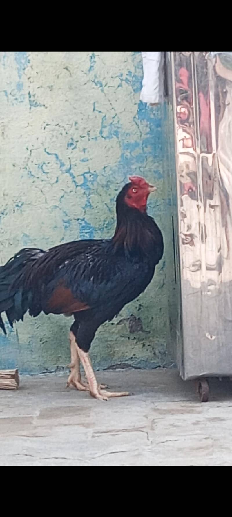 ارجینٹ سیل 2