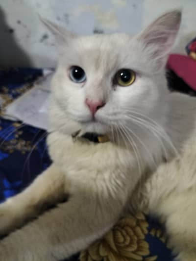 Persian Male cat for sale.