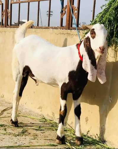 rajanpuri rajapuri bakra