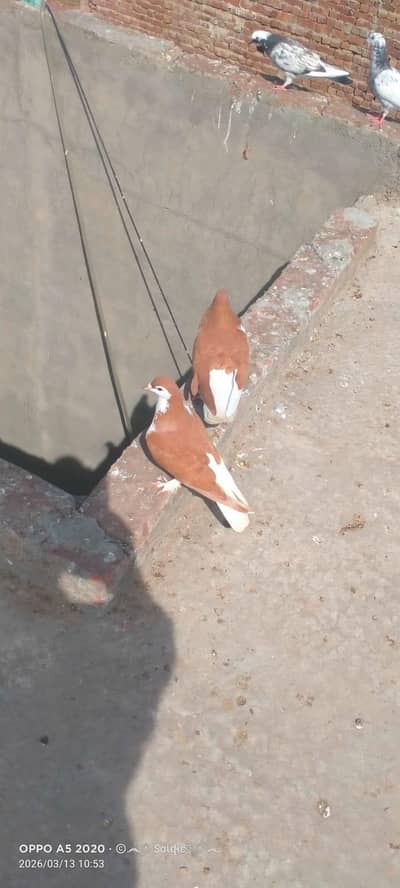 Red Sherazi Breeding Pair and ONE other Pair and 1 Lakka For Sale