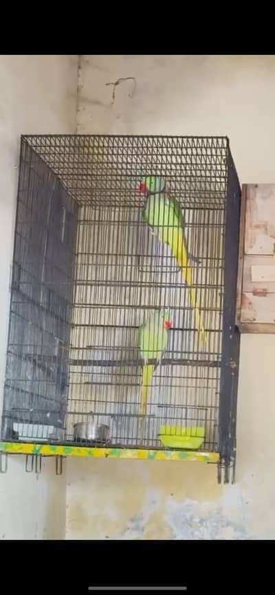 Breeder pair for sale 100%