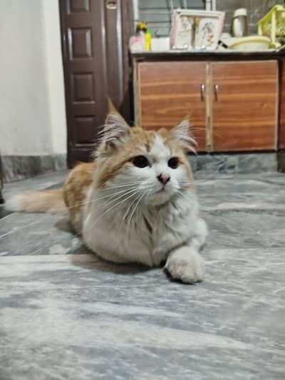 white  and brown cat