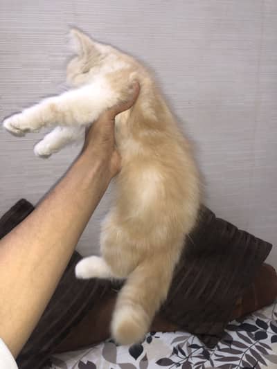 Persian white and golden colour