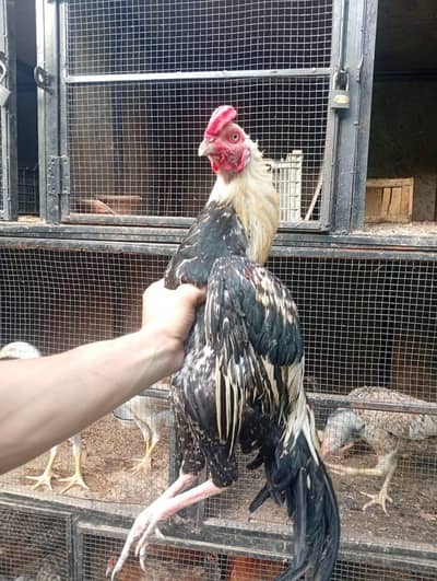 1 male 2 female home breed Aseel cross. . best quality