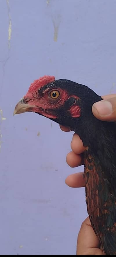 miyawali patha mazbot band joro ma