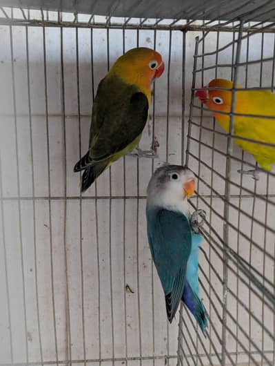 Top Quality Blue & Olive Fisheri sp Palefellow