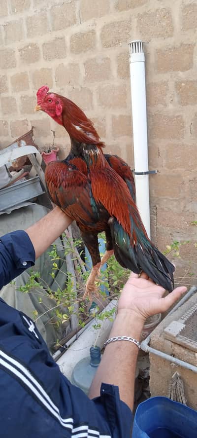 high quality lakha murga 03711036880