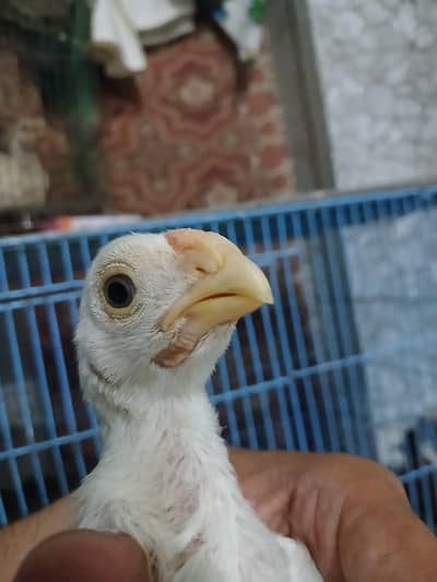 Parrot beak longtail Chicks