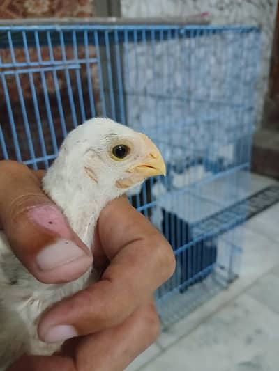 Parrot beak longtail Chicks