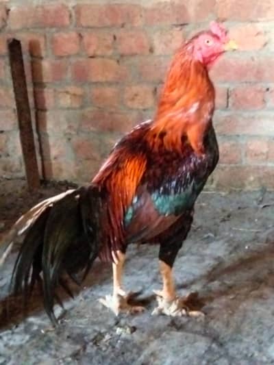 selling hen