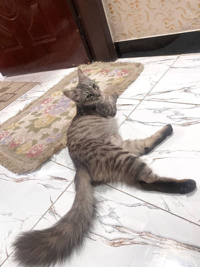 Beautiful Siberian Grey Tabby Cat For Adoption