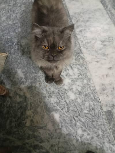 Persian cat for sale