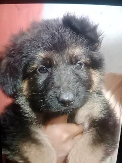 long coat German shepherd female puppy