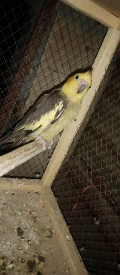 cocktail hand tame|Breeder male |bugies breeder pairs