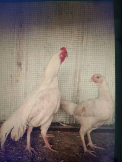 aseel heera chicks 1month age