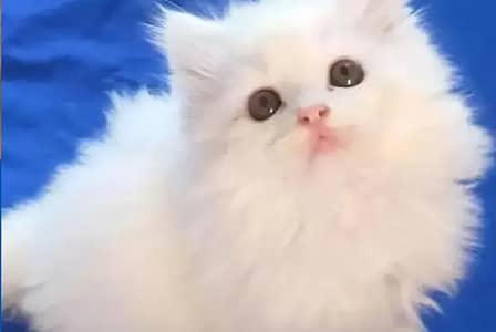 Persian female kitten for sale delivery available all Pakistan