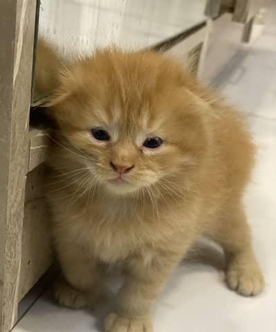 Scottish Fold / British Shorthair