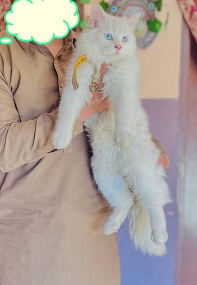Persian male cat